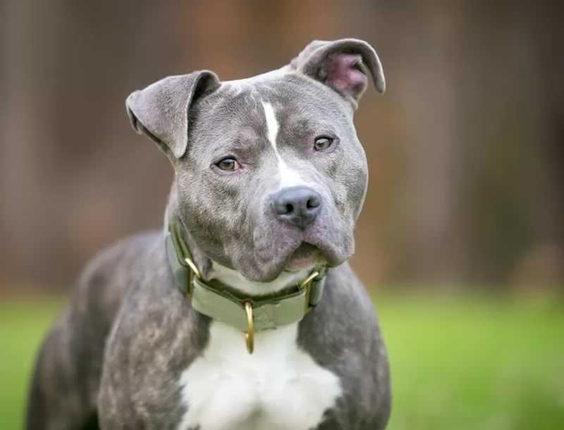 6 Of The Best Home Insurance Companies That Allow Pit Bulls