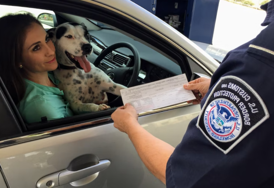woman with her dalmatian dog inside the car and police checking car insurance documents